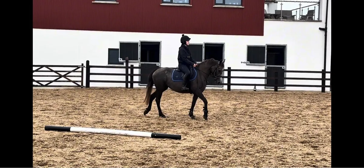 3 year old filly - Image 3