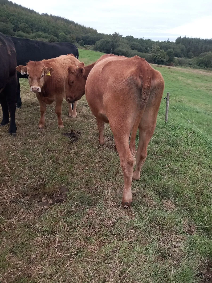 First calved heifers - Image 3
