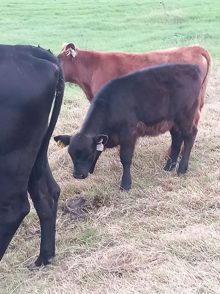 First calved heifers - Image 4