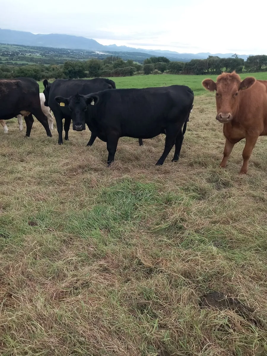 First calved heifers - Image 1