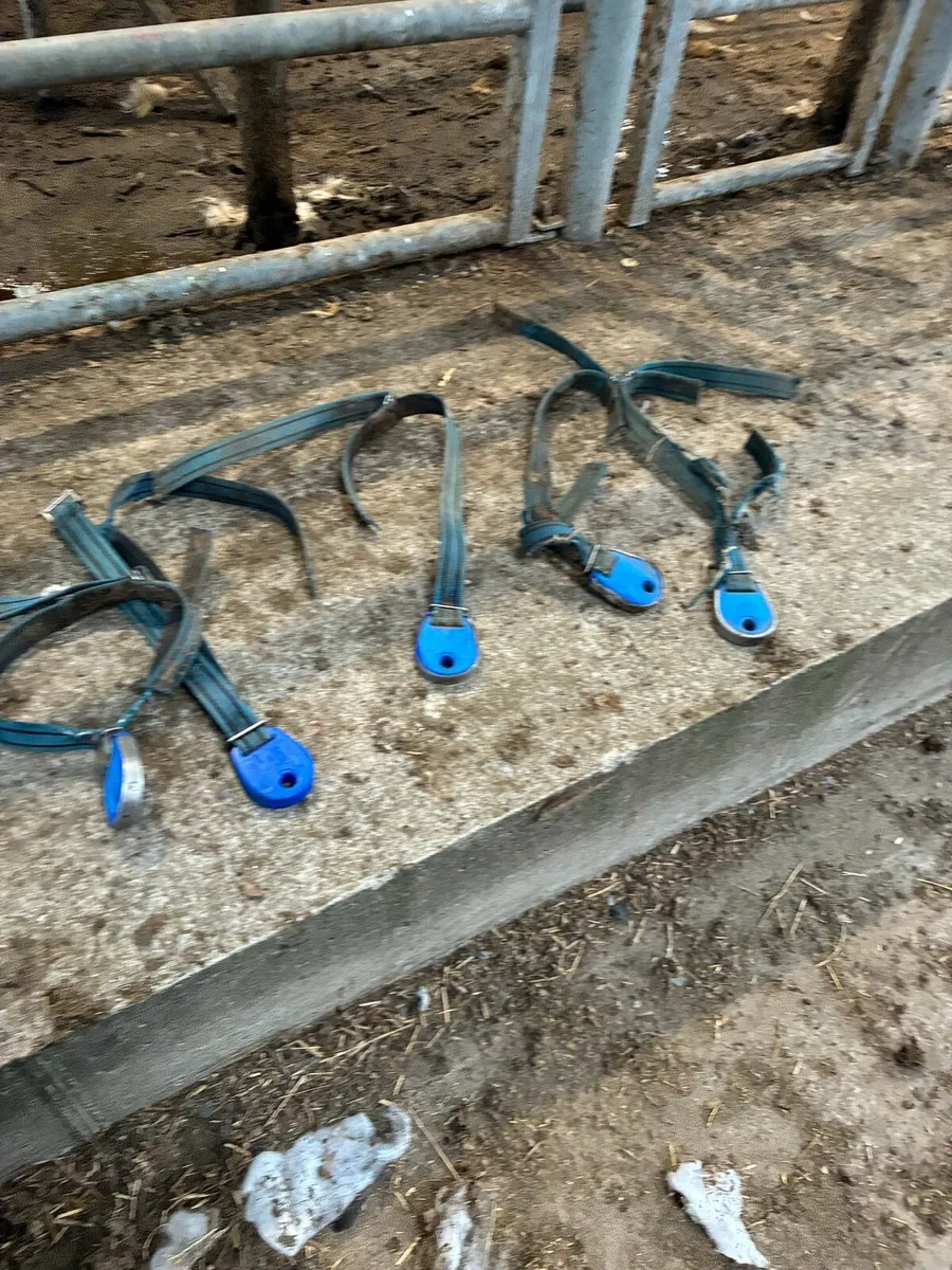 Transponders and 10 new collars - Image 1