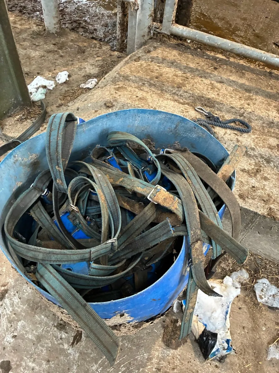 Transponders and 10 new collars - Image 2