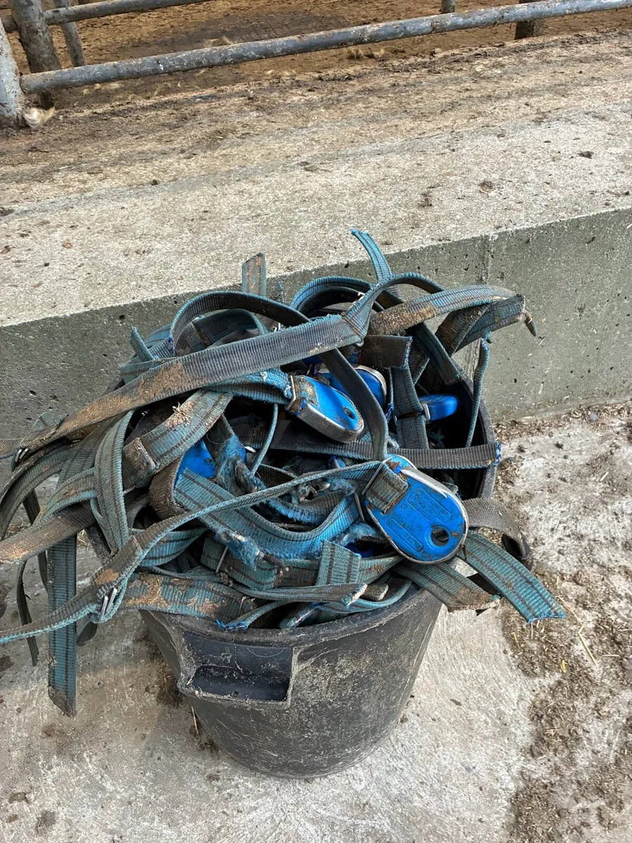 Transponders and 10 new collars - Image 3