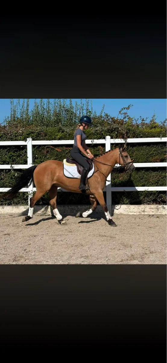 4 year old full Connemara - Image 3