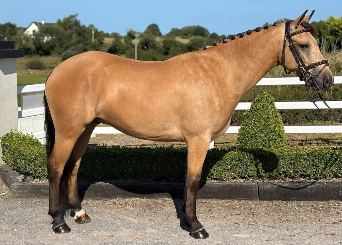 4 year old full Connemara - Image 1
