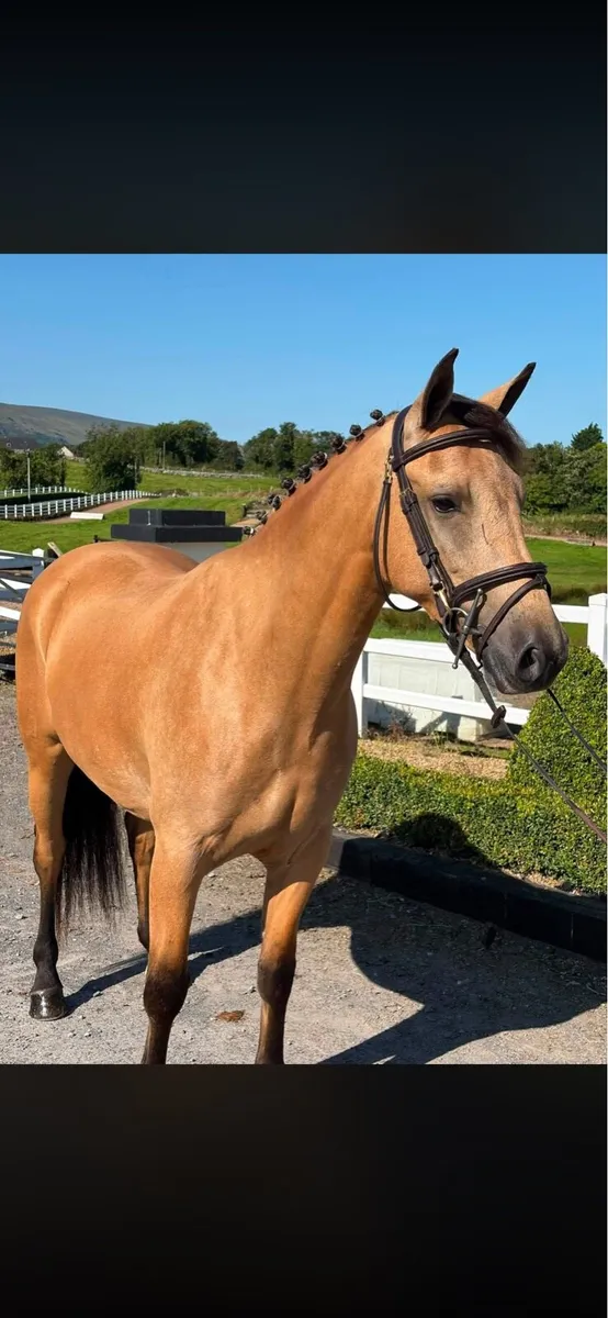 4 year old full Connemara - Image 2