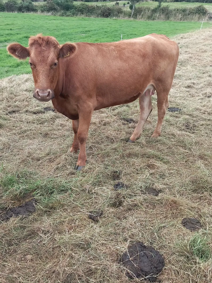 First calved heifers - Image 2