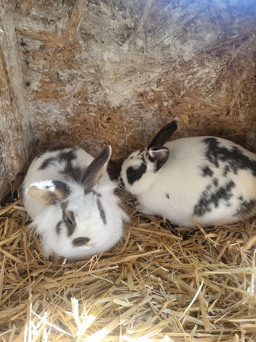 Bunny rabbit - Image 1