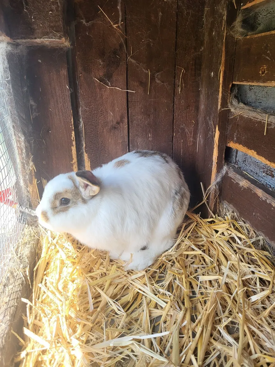 Bunny rabbit - Image 2