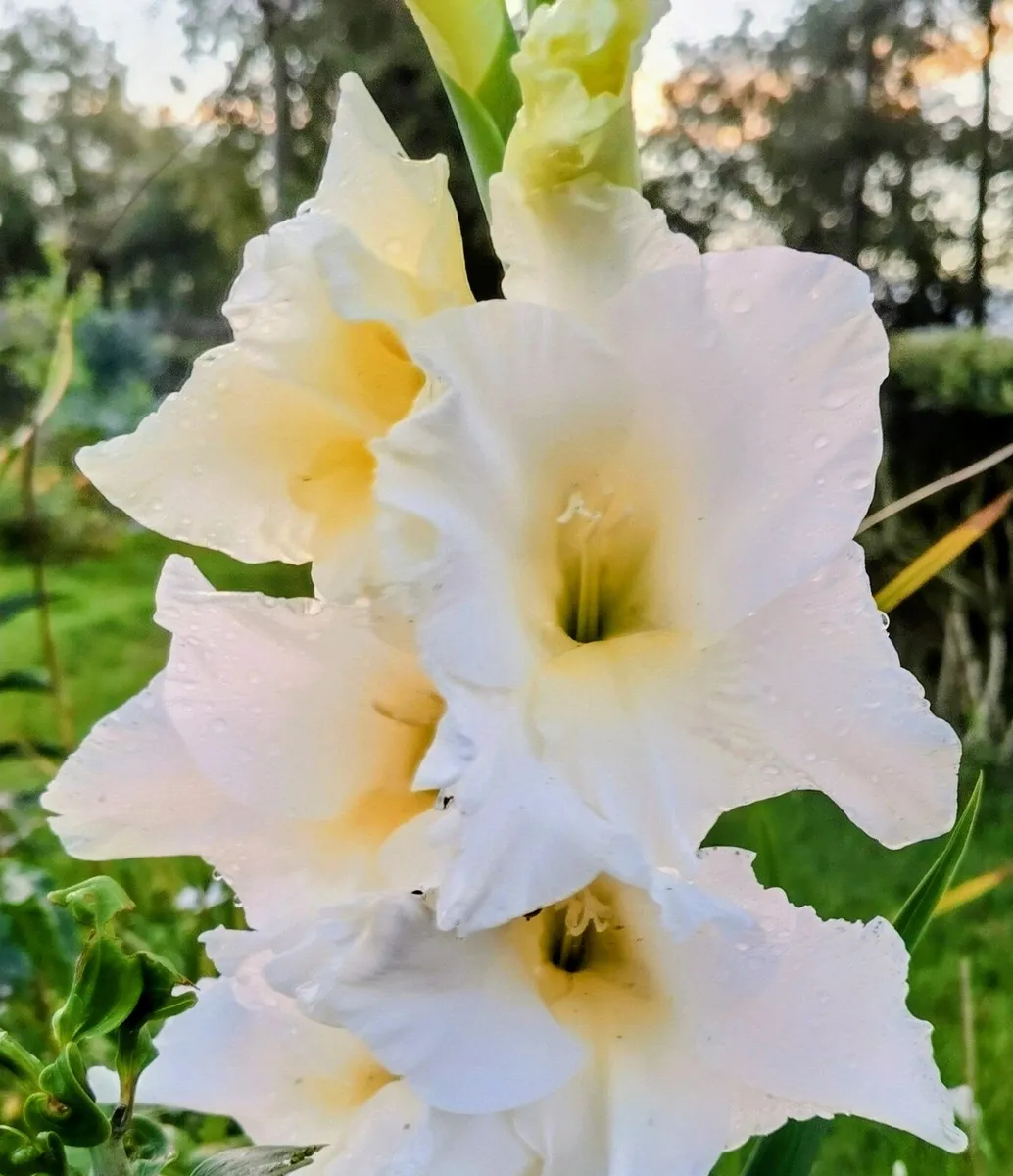 Giant September Flowering Gladioli