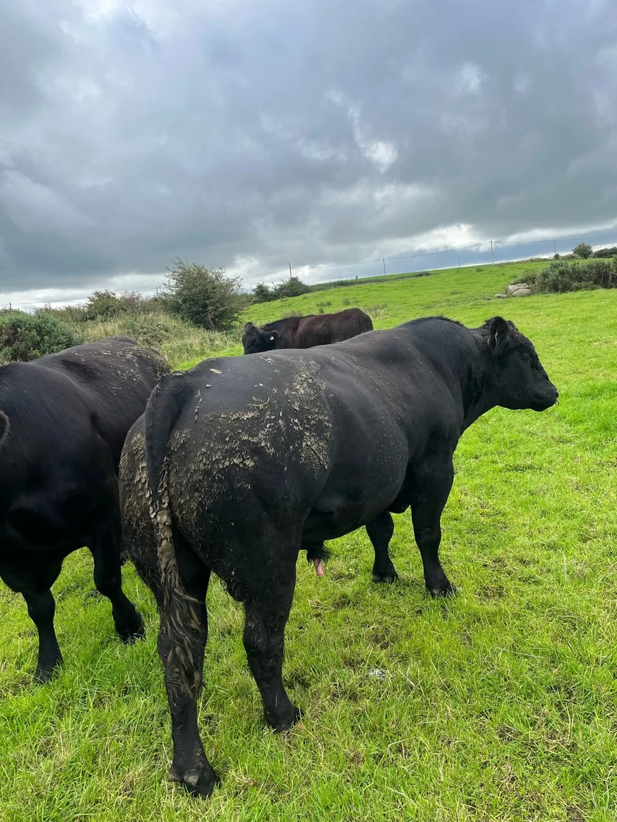 Angus bull - Image 3