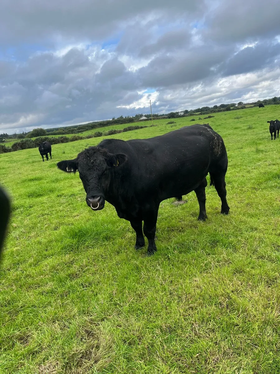 Angus bull - Image 1