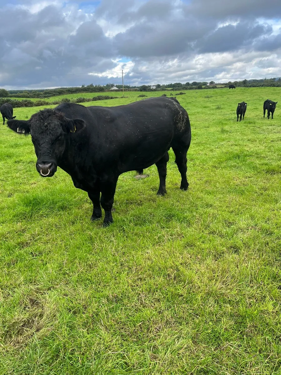 Angus bull - Image 2