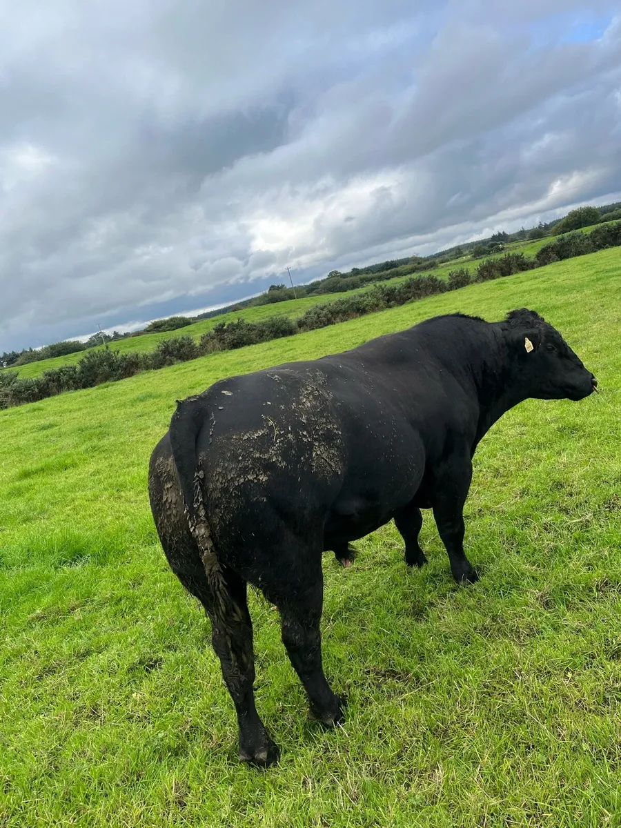 Angus bull - Image 4