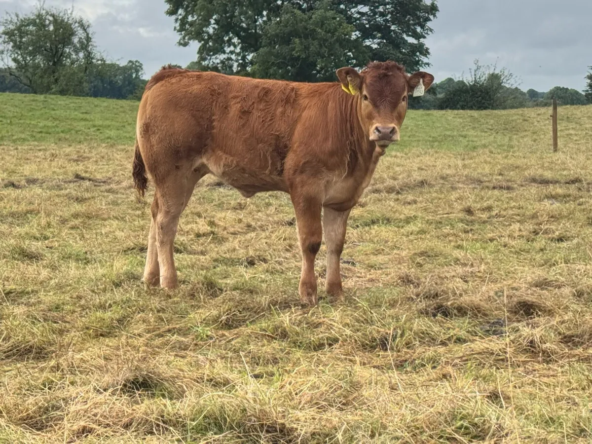 Exceptional heifer weanlings for sale***** - Image 3