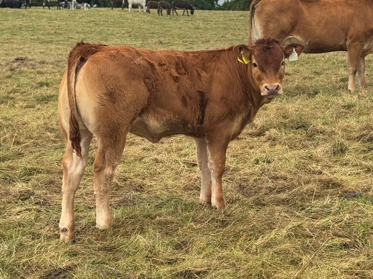 Exceptional heifer weanlings for sale***** - Image 4