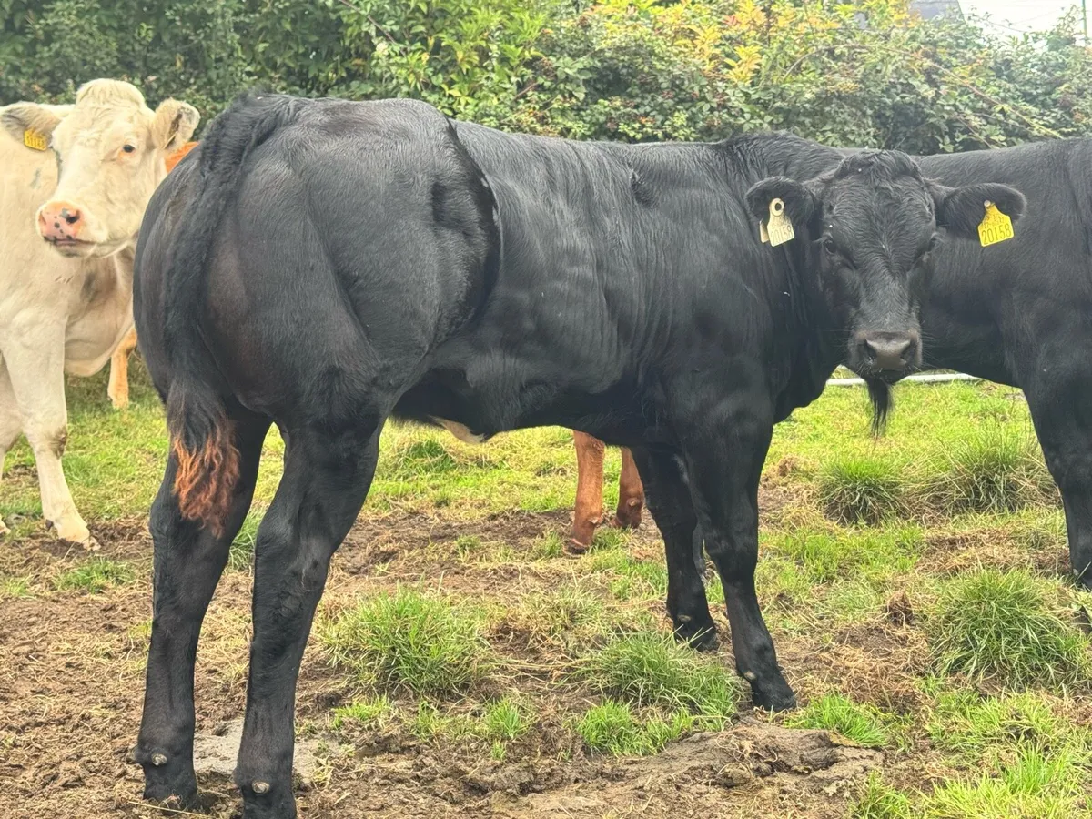 Exceptional heifer weanlings for sale***** - Image 2