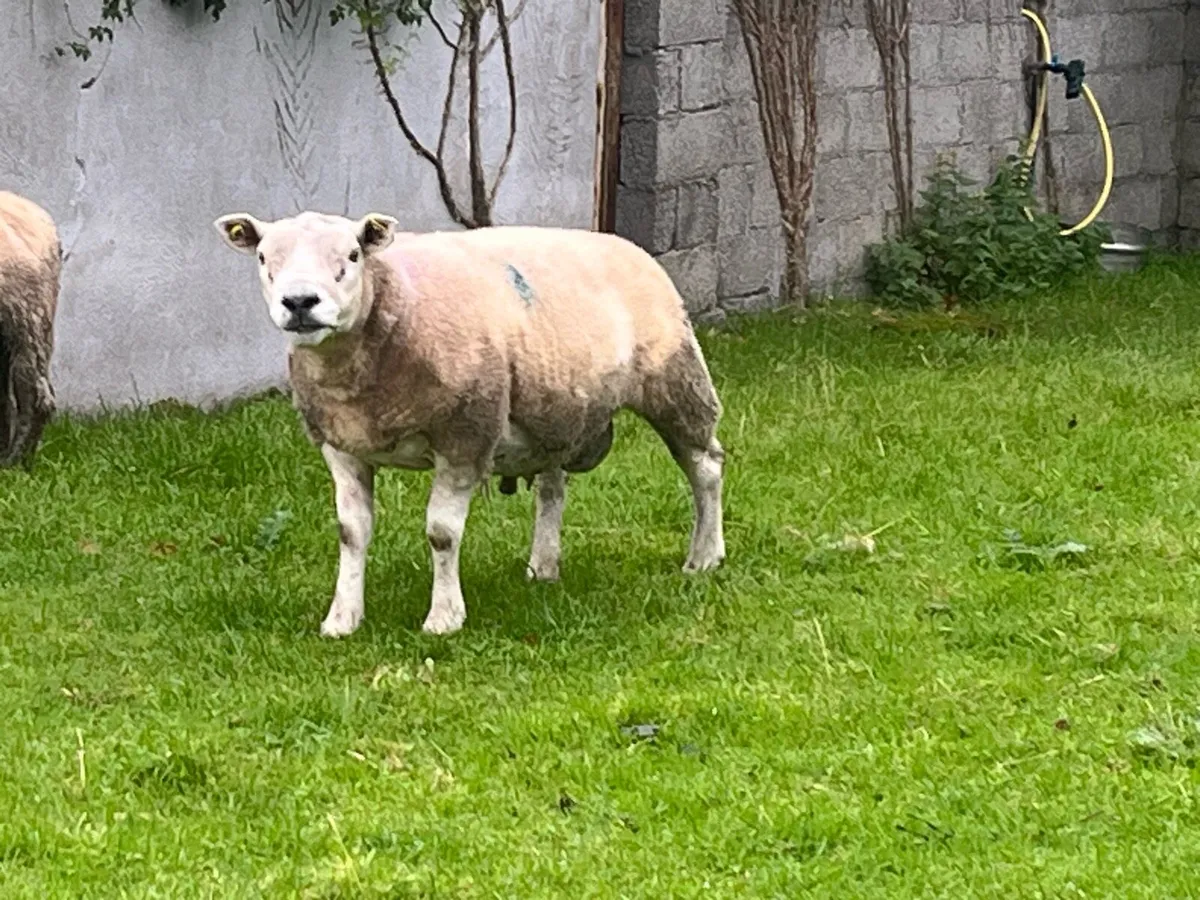 Texel Ram and breeding Sheep - Image 2