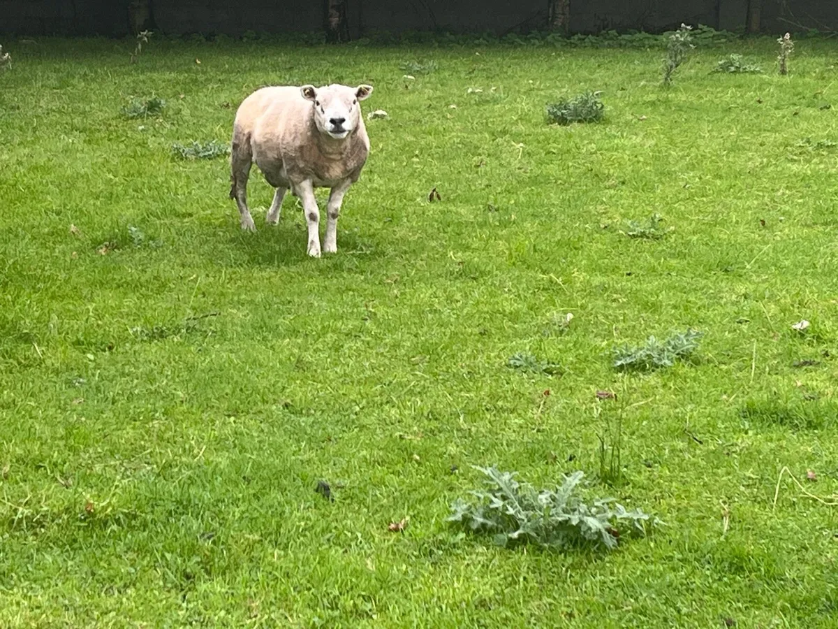 Texel Ram and breeding Sheep - Image 3
