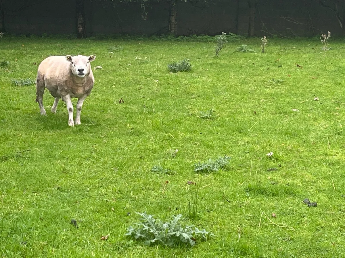 Texel Ram and breeding Sheep - Image 4