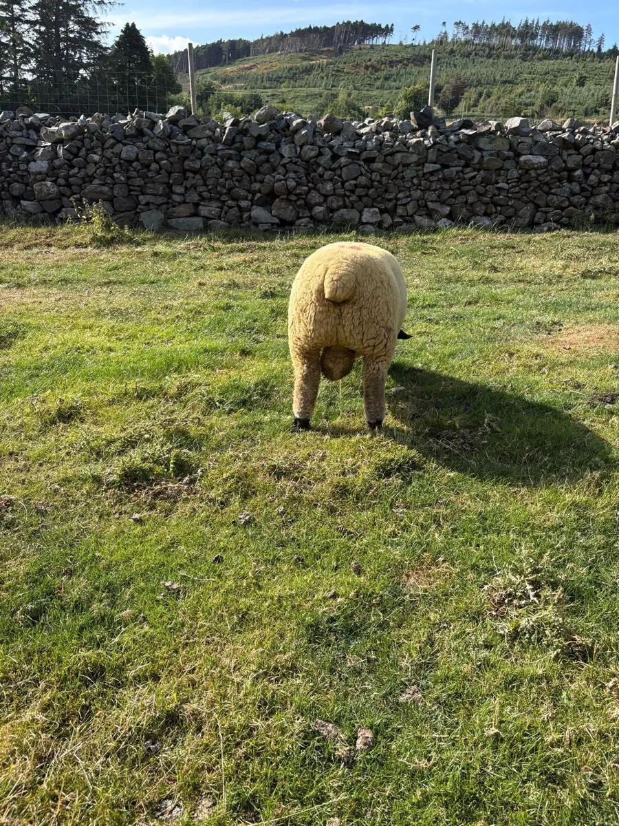 Pedigree Hampshire Down - Image 2