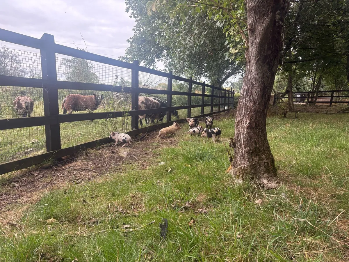 Kune Kune piglets - Image 3