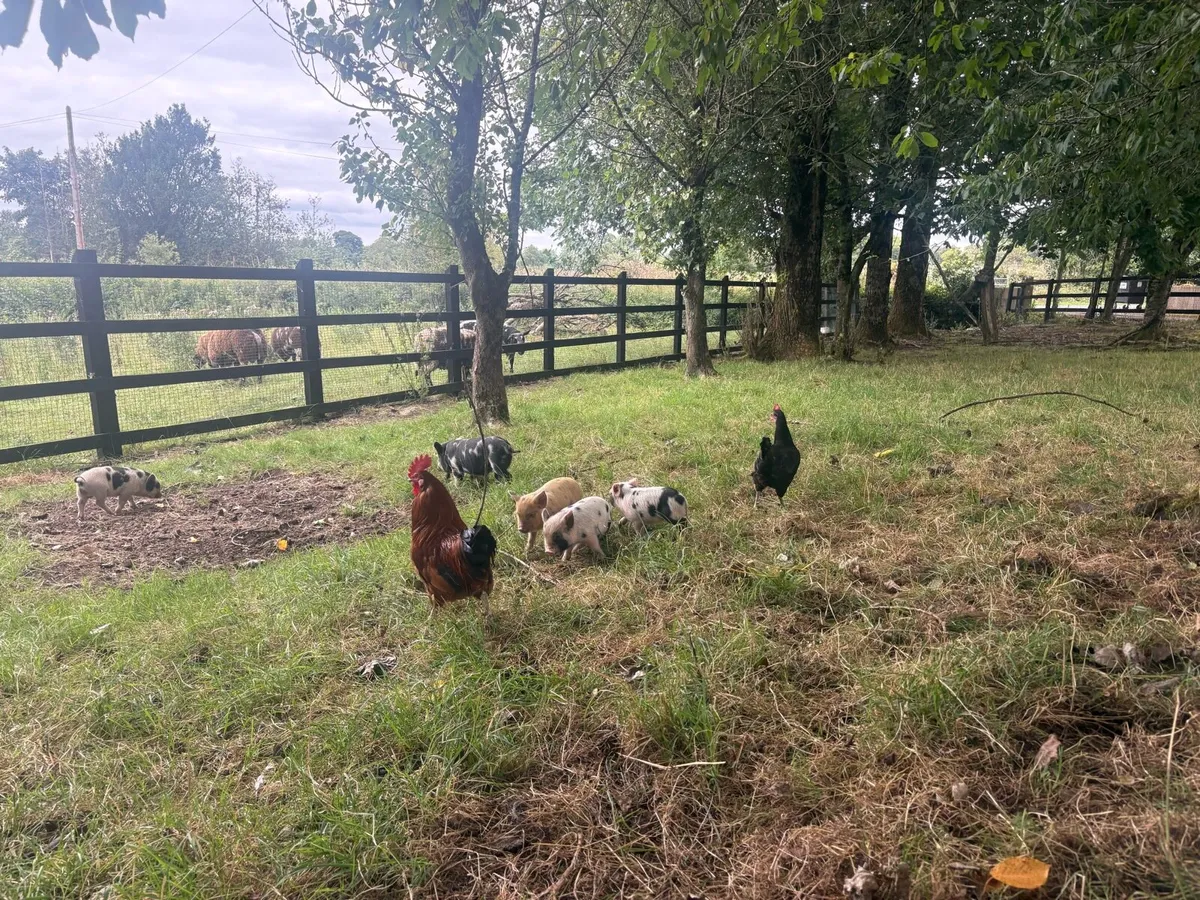 Kune Kune piglets - Image 4