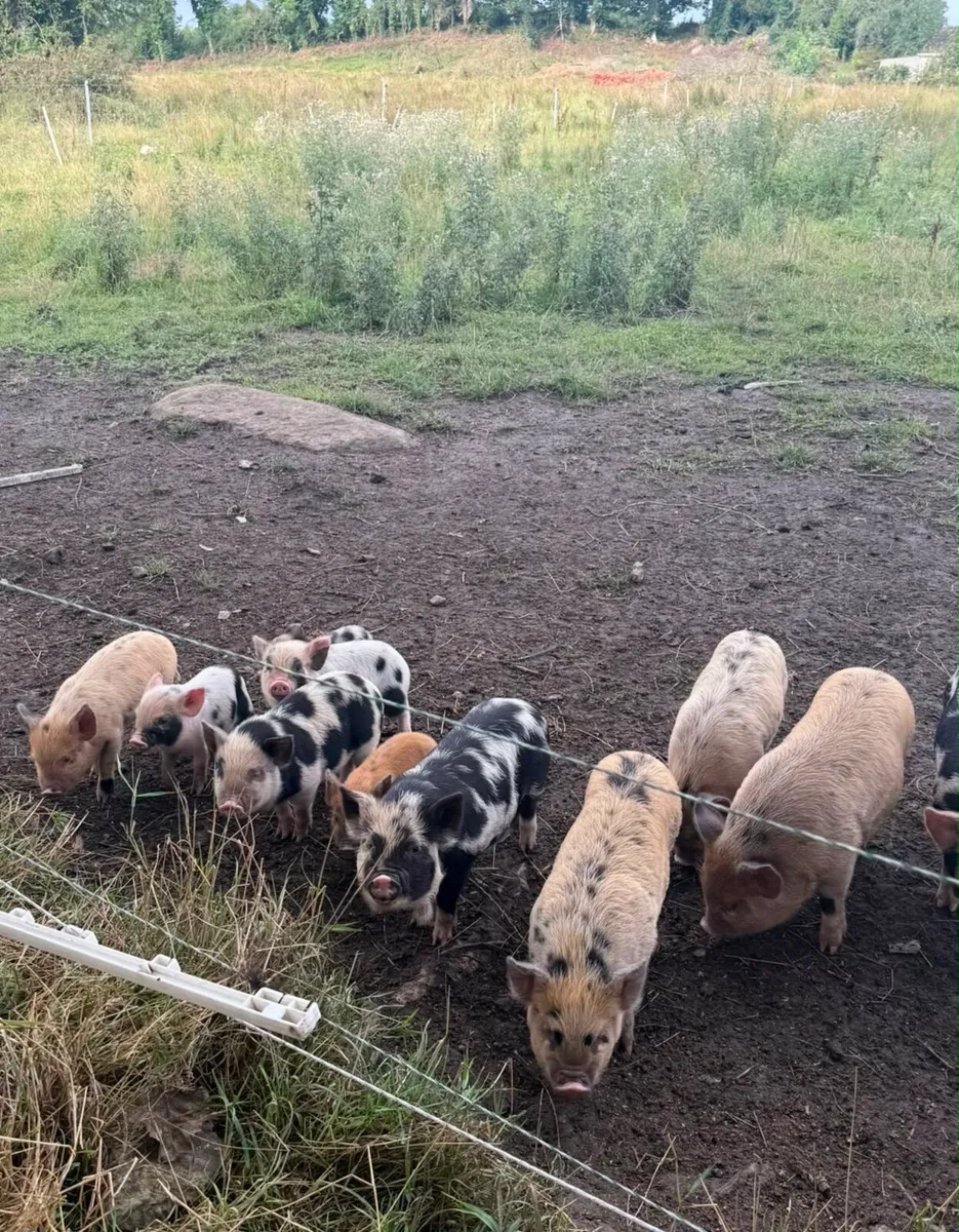 Kune Kune piglets - Image 1
