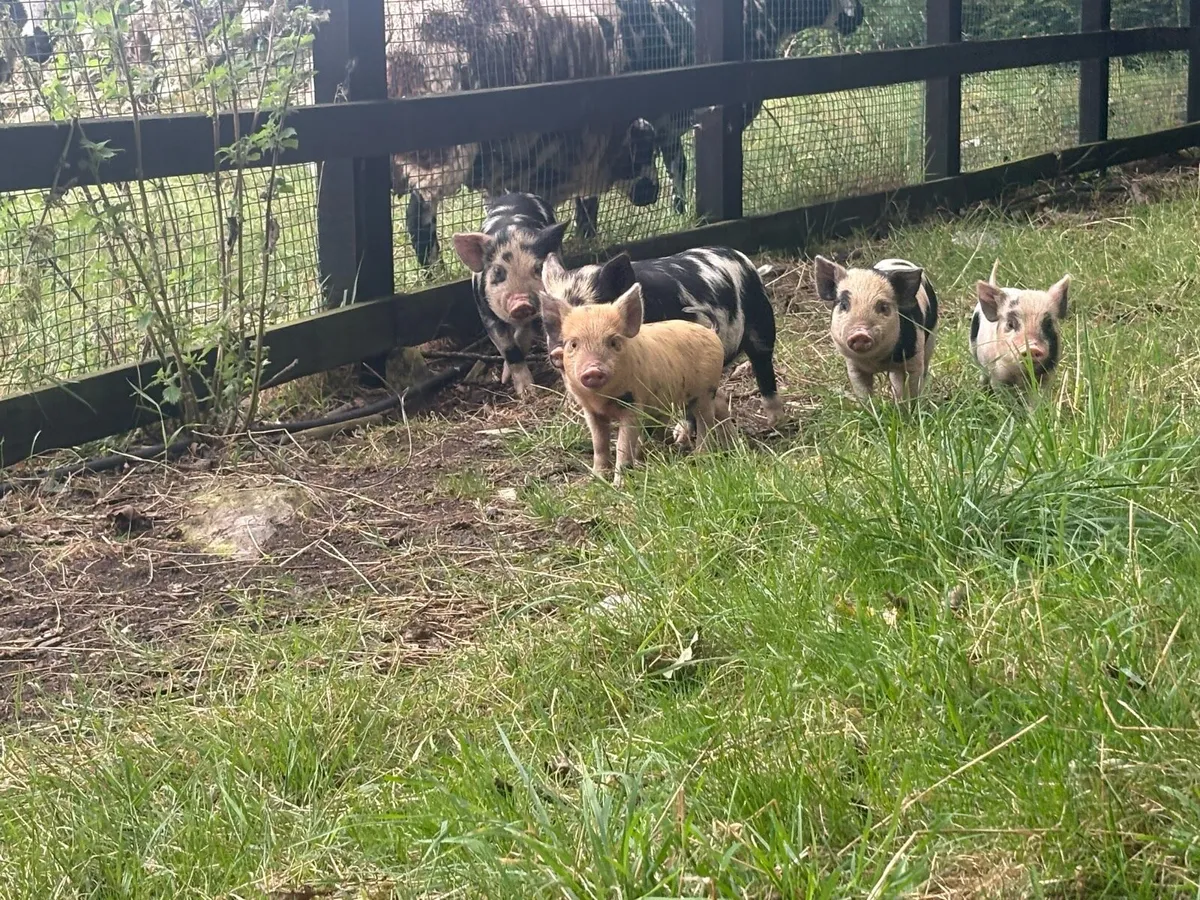 Kune Kune piglets - Image 2