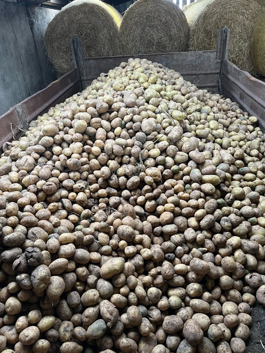 Cattle feed potatoes