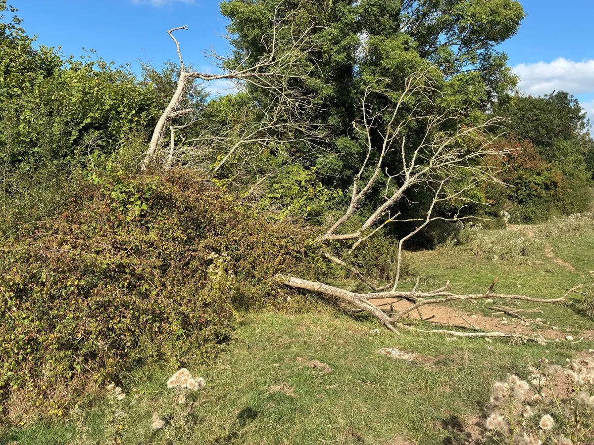 Timber firewood - Image 3