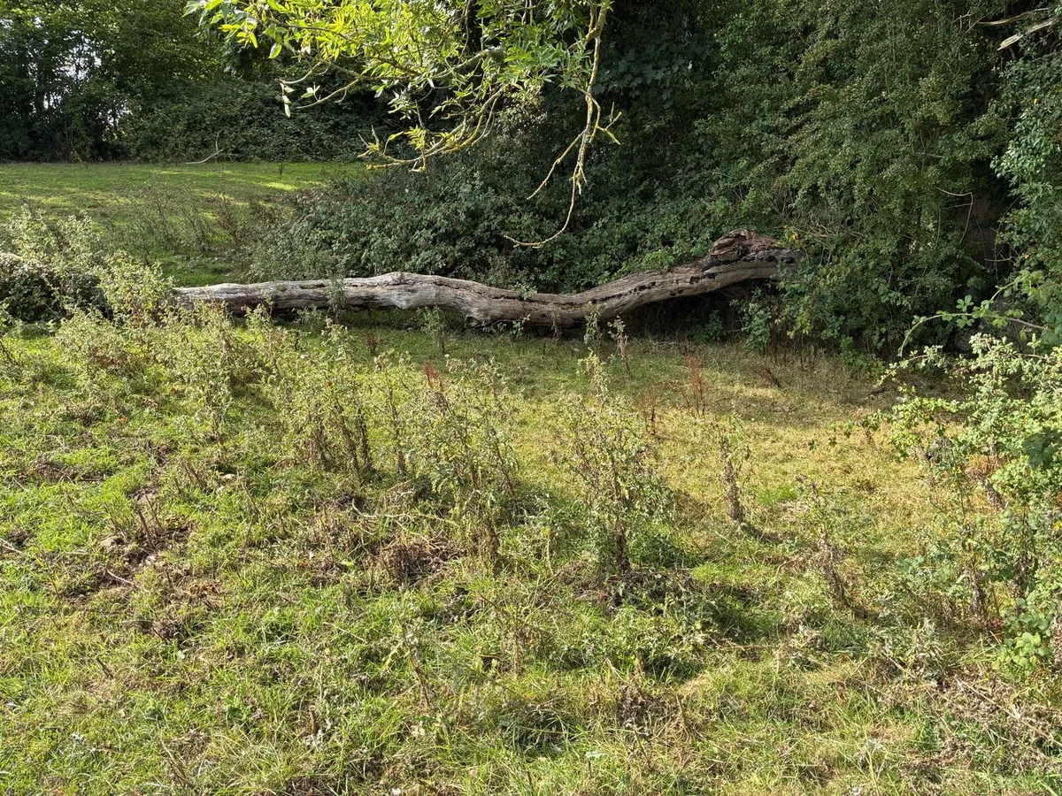 Timber firewood - Image 4