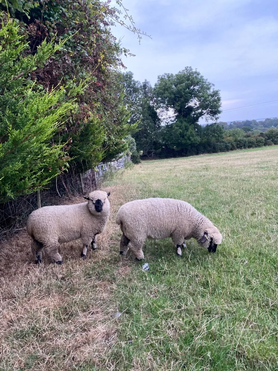 2 Pedrigee Hampshire down ewe lambs - Image 2