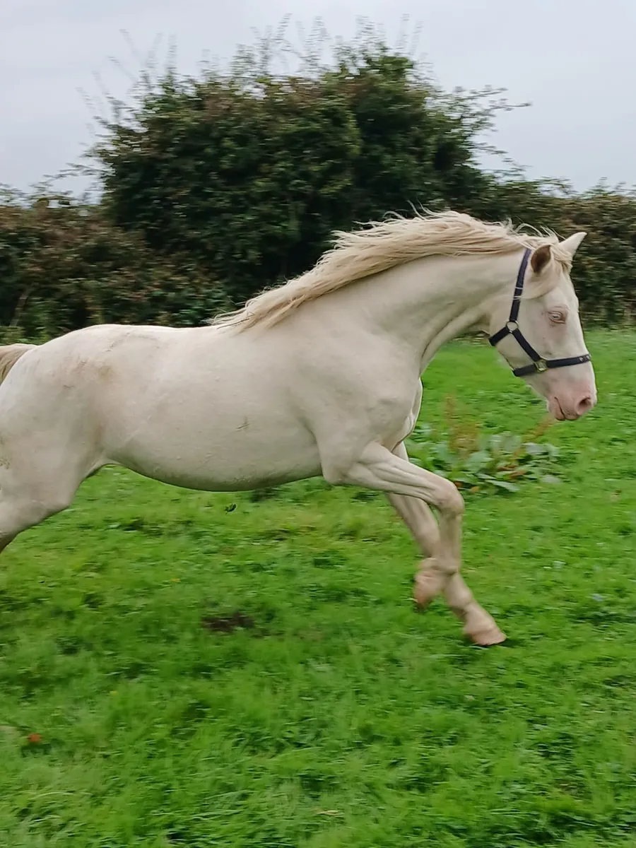 3 yr connemara filly - Image 1
