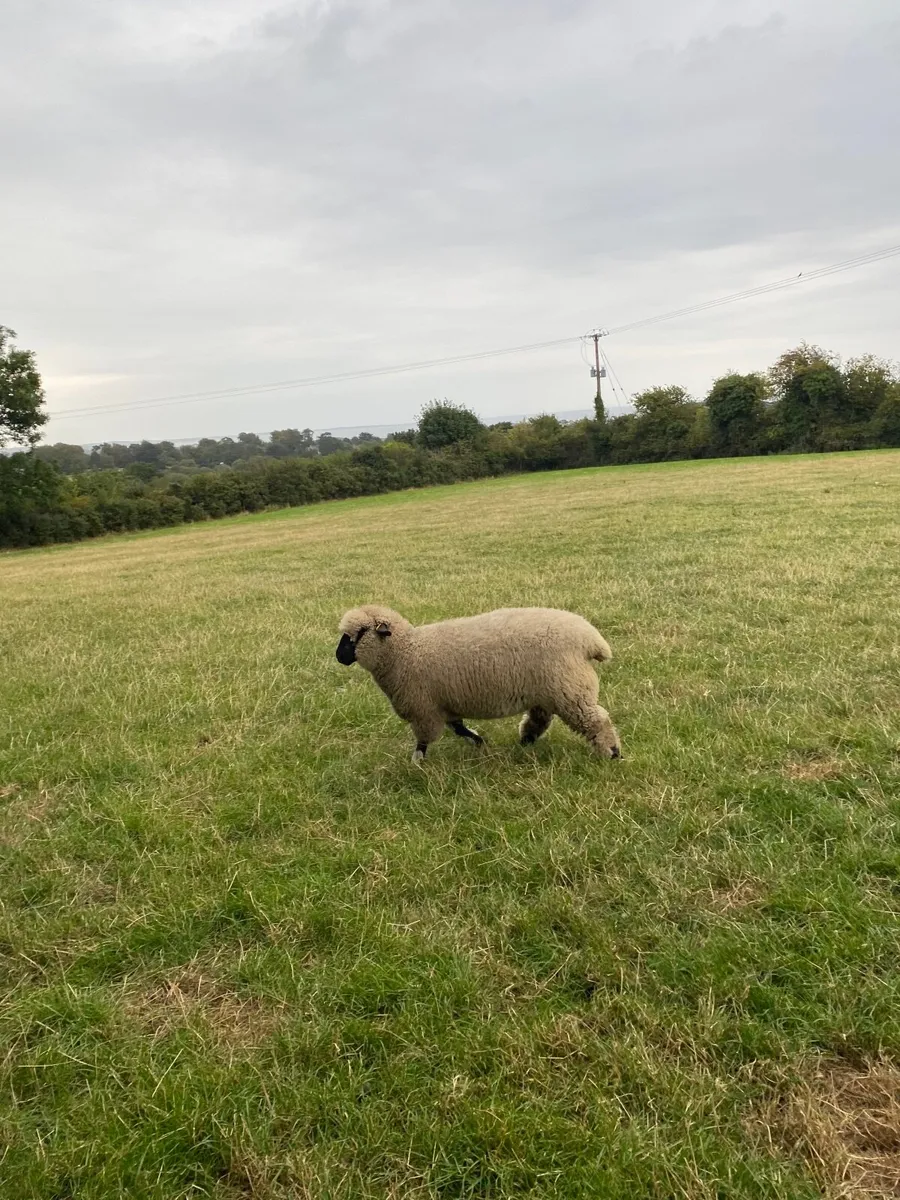 2 Pedrigee Hampshire down ewe lambs - Image 1