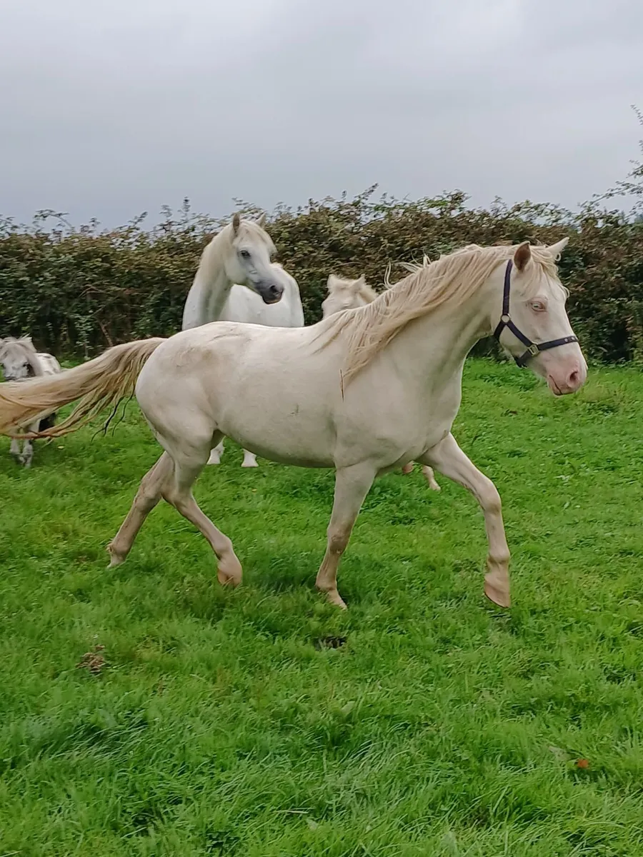 3 yr connemara filly - Image 2