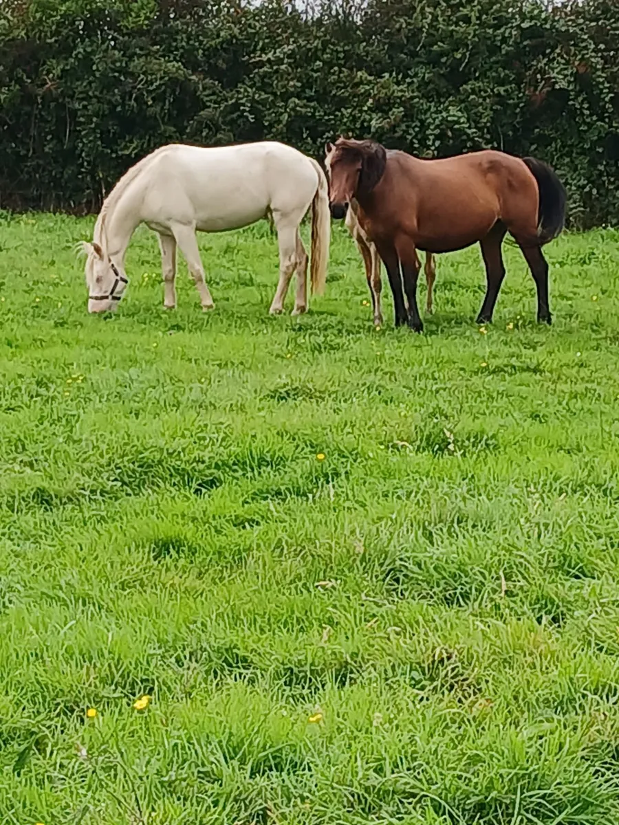 3 yr connemara filly - Image 4