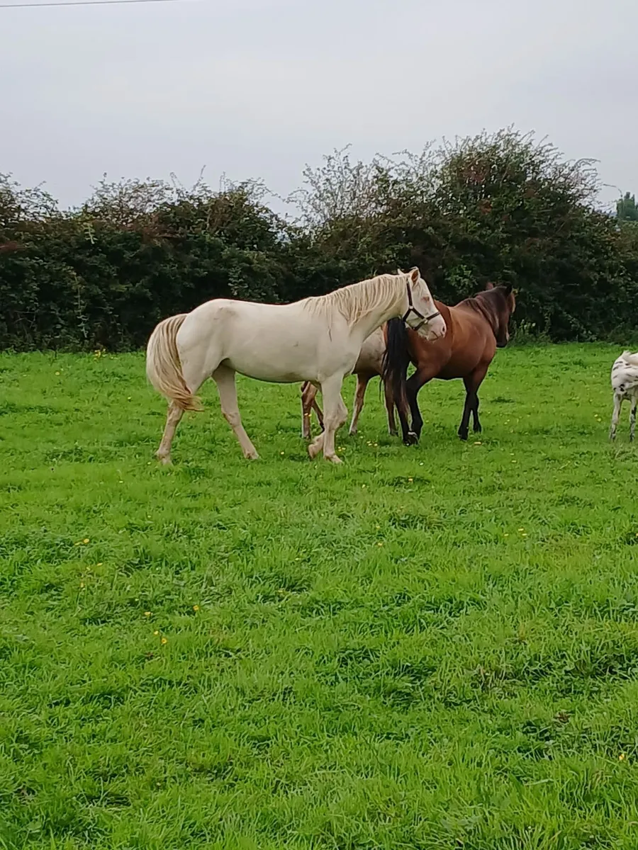 3 yr connemara filly - Image 3