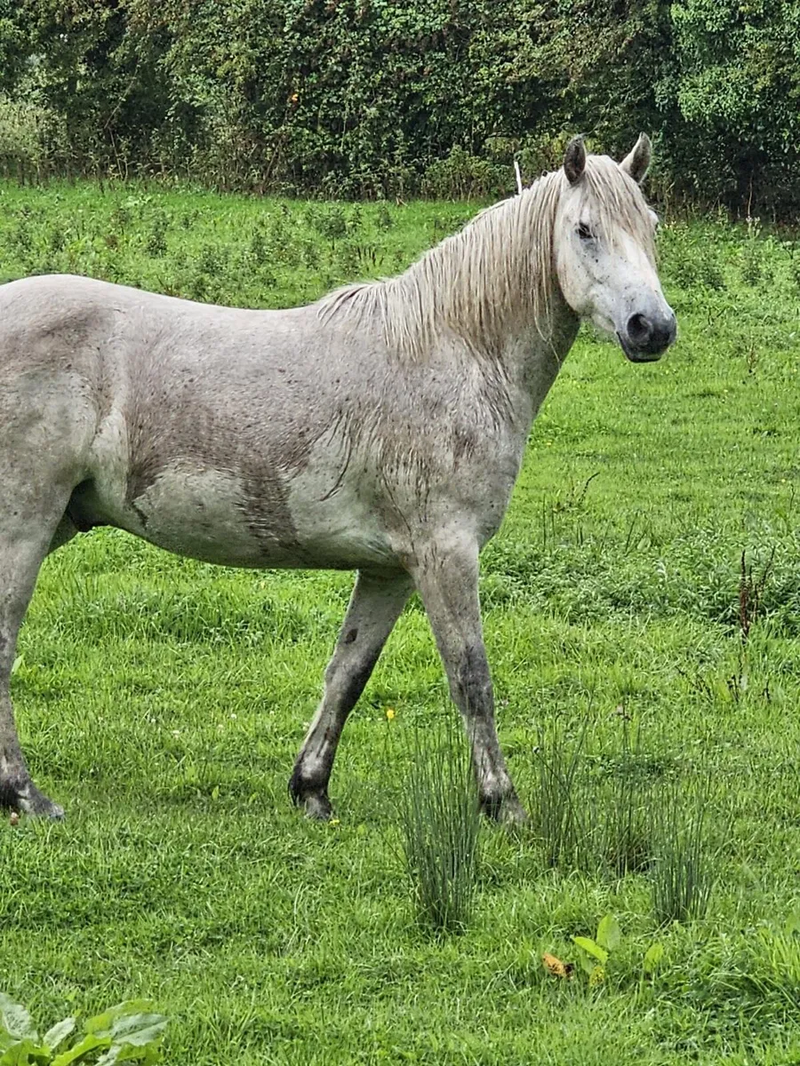 3yr old Connemara Gelding - Image 1