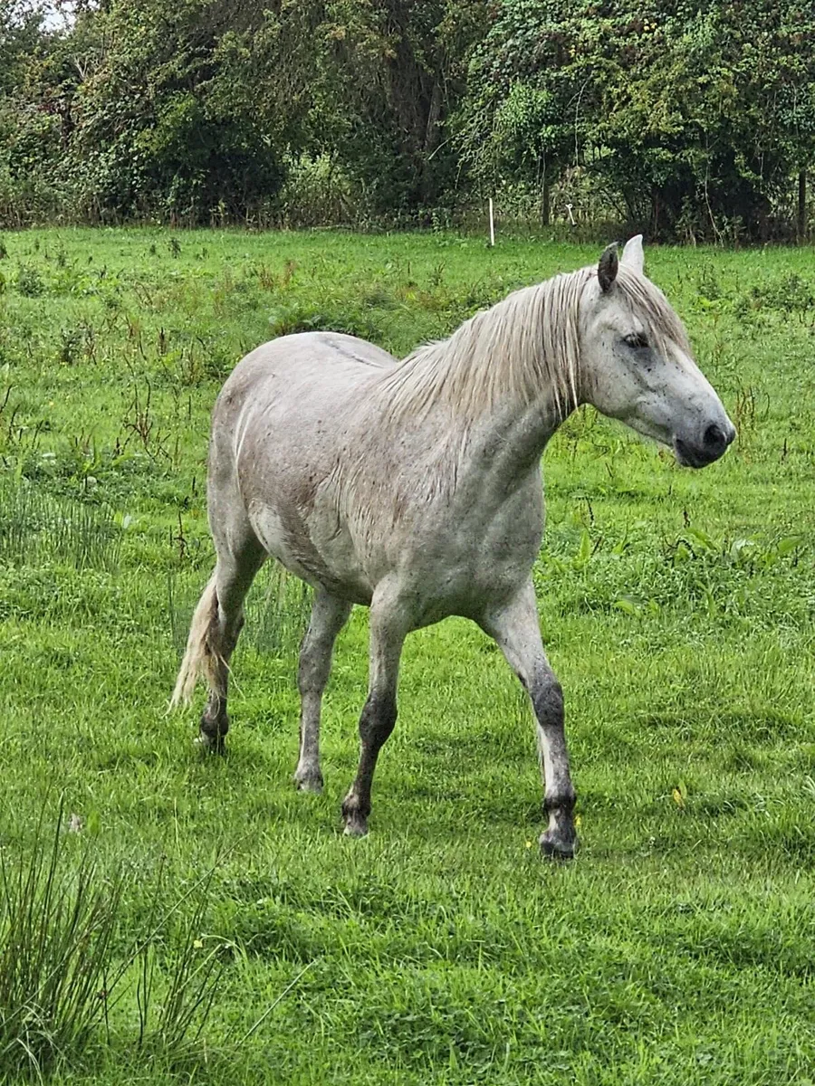 3yr old Connemara Gelding - Image 3