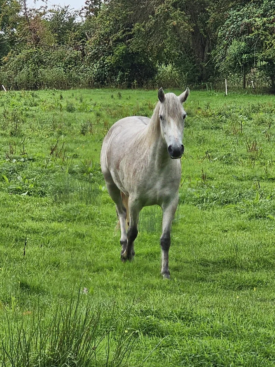 3yr old Connemara Gelding - Image 2