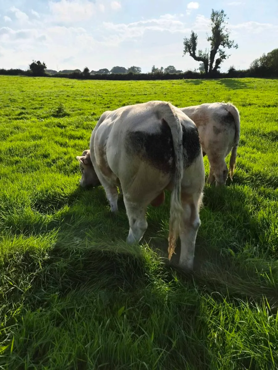 Pedigree Charolais Bull - Image 3