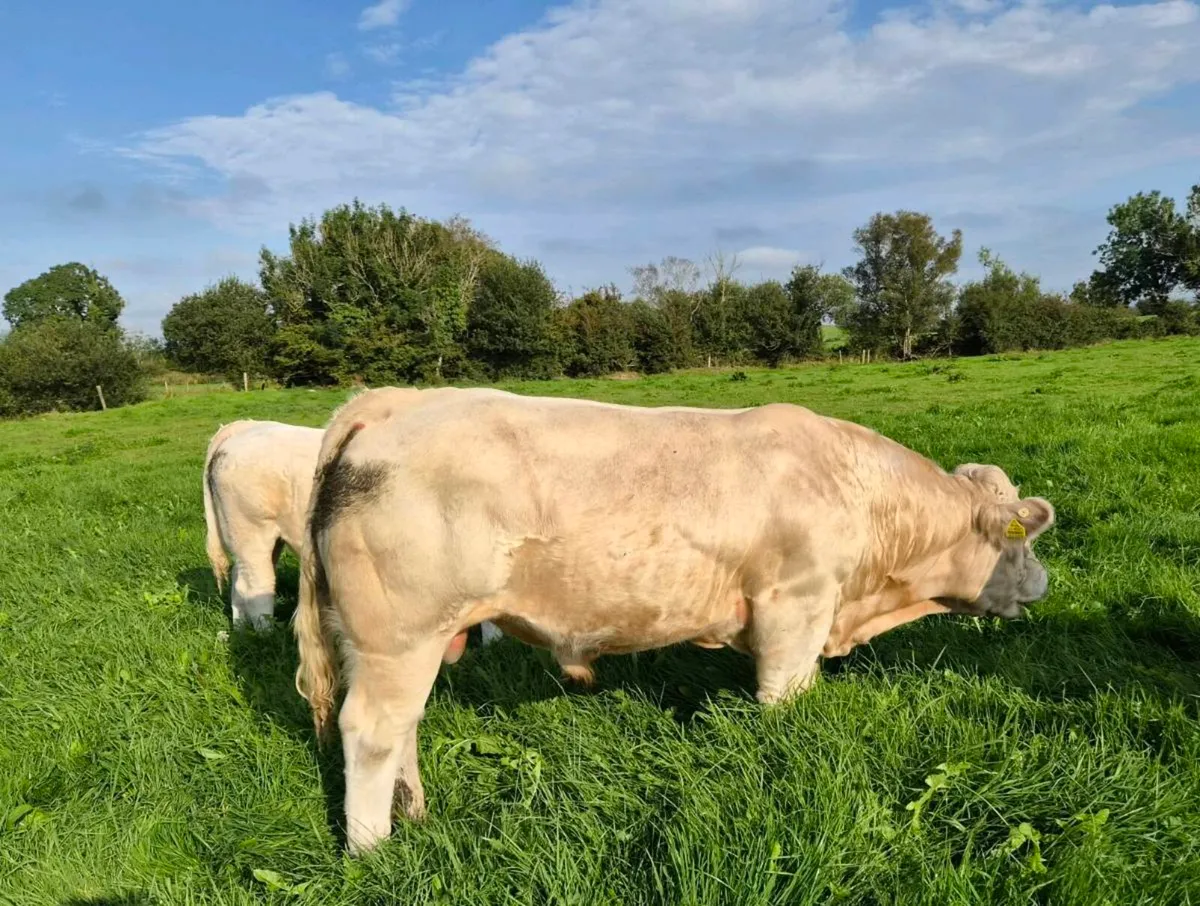Pedigree Charolais Bull - Image 4