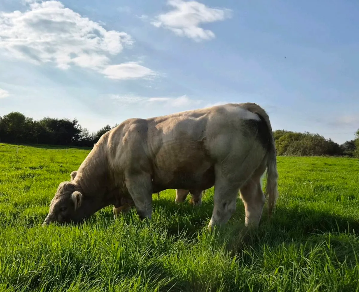 Pedigree Charolais Bull - Image 1