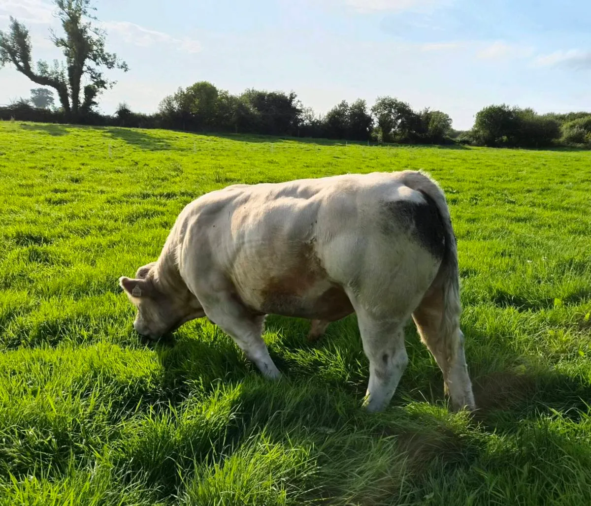 Pedigree Charolais Bull - Image 2