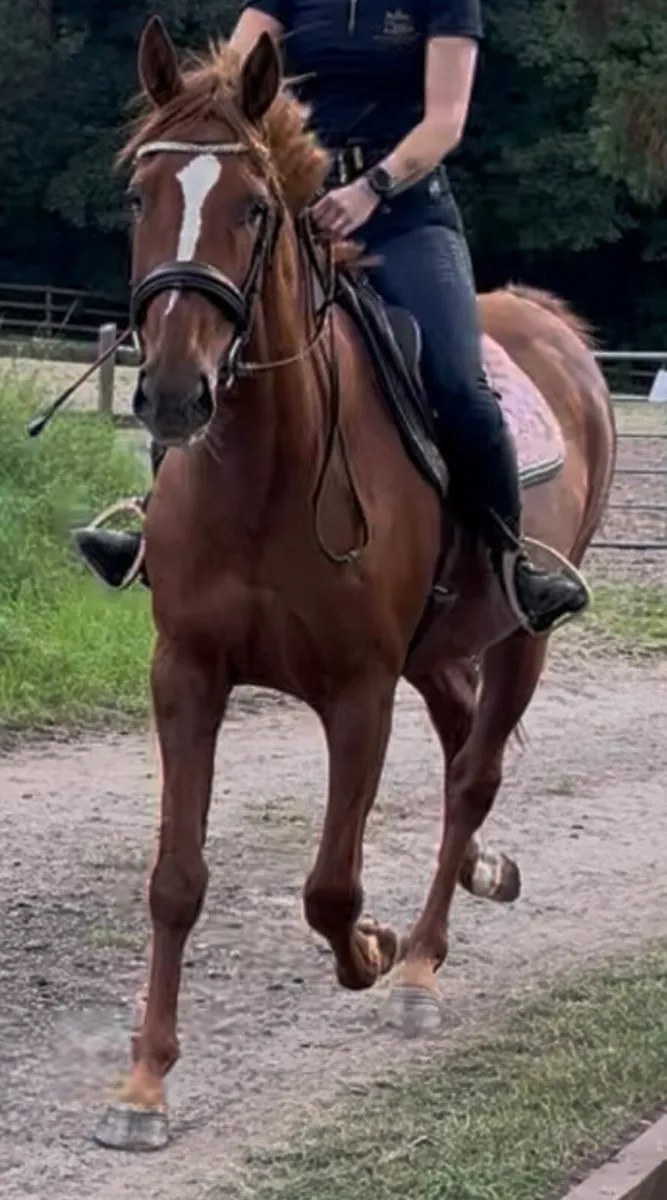 15.2 Irish sport horse - Image 1