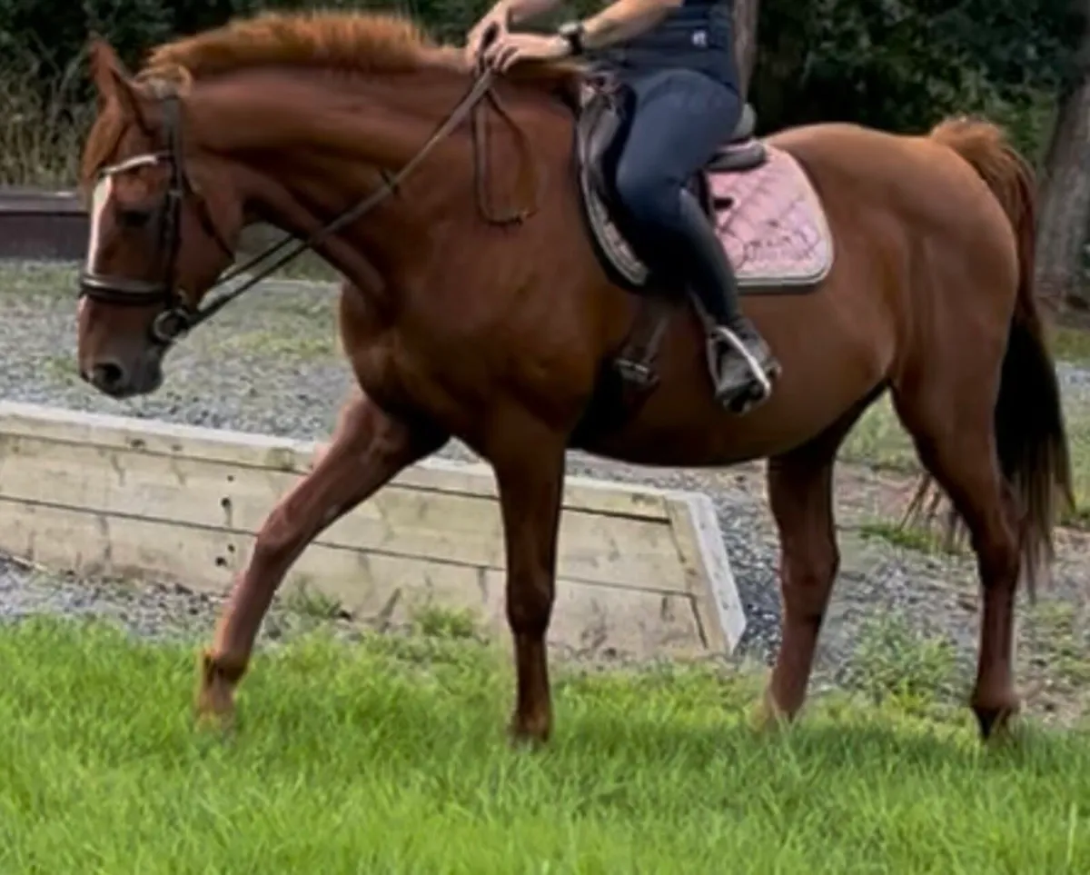 15.2 Irish sport horse - Image 2