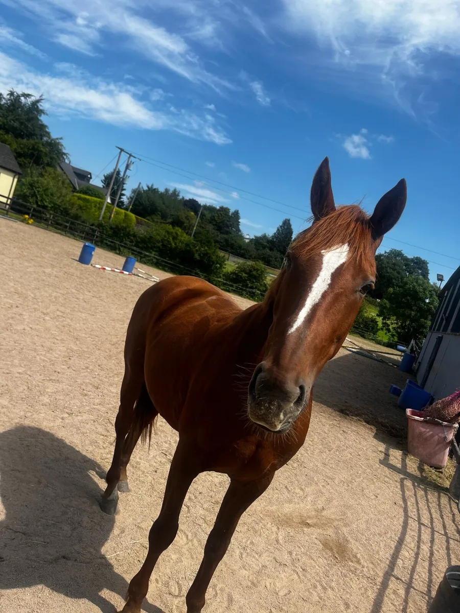 15.2 Irish sport horse - Image 3