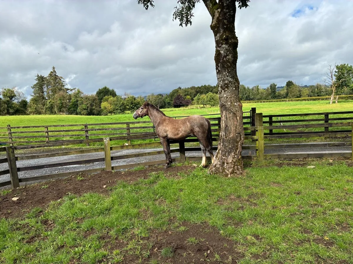 Yearling irish draught filly - Image 3