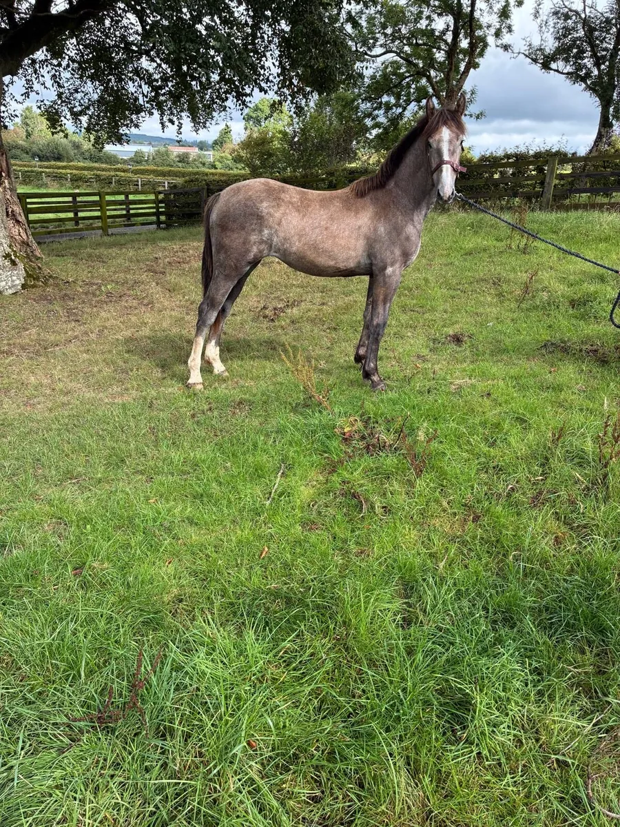 Yearling irish draught filly - Image 1